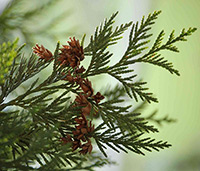 Cedar Leaves